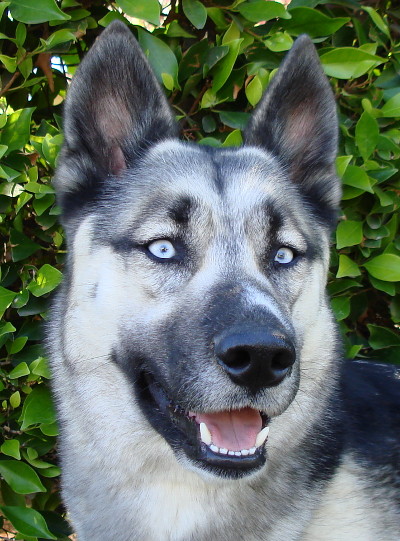 sierra von alpen face